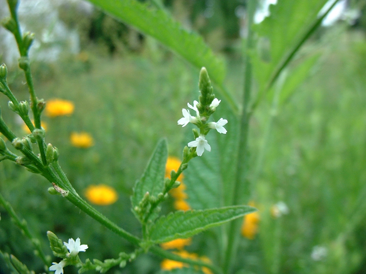 Verbena urticifolia